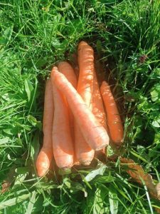 Mrkva – Kraljica jesenjih plodova